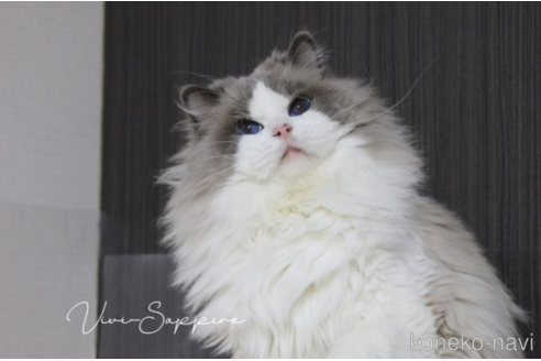 販売中のラグドールの親猫